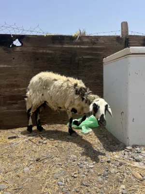 جاعده عشار من كبش سواكن