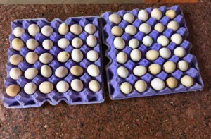 بيض عماني سلة بريالين 30حبه