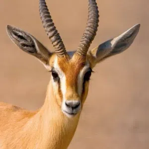 libya