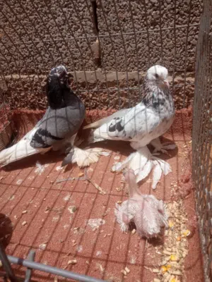 كوبية هزاز