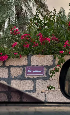 يتوفر معي عجلان عمانيات محليات أصل