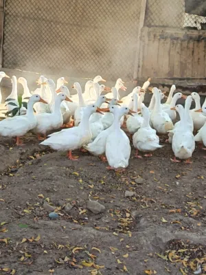 طيور للبيع بط  و رومي  ودجاج محلي و وز