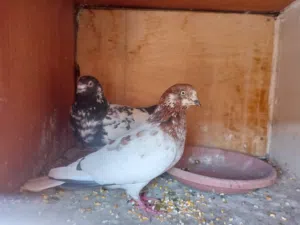 حمام للبيع بعد الصلاة على النبي 7 جواز و شوف الصور وحط سعر بحق الله وشيل الله يباركلك بس لاتبخس فيه