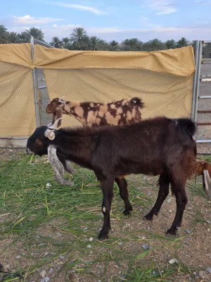 زرب كامل من حلال الباكستاني