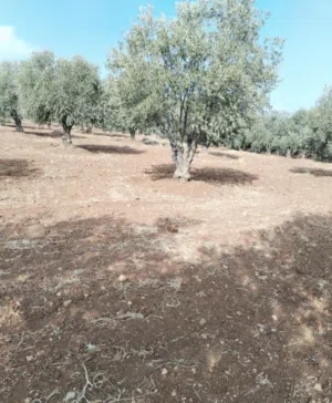 Farm Land for Sale in Zarqa Rajm Al Shawk