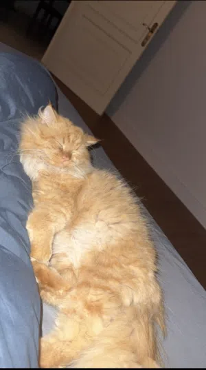 Male Persian cat available for adoption
