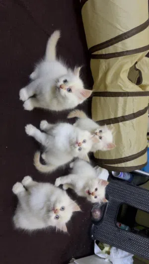 Himalayan kitten for sale 2 months