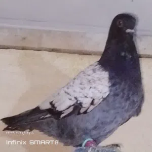 فراخ بواقي كنجات مدنسرات