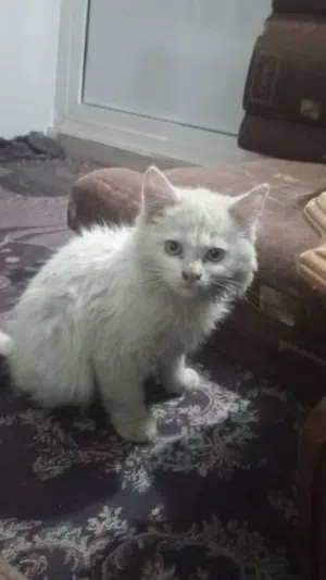 انثى شيرازي عمر 3اشهر