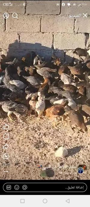 Chickens1