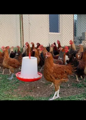 يوجد كميه دجاج بياض  للبيع نظاف خاليات من العيوب ويوجد توصيل ونراعي في سعر جمله