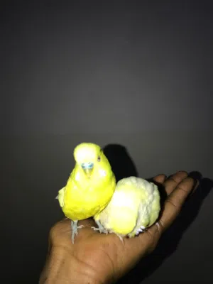 طيور حب البادجي