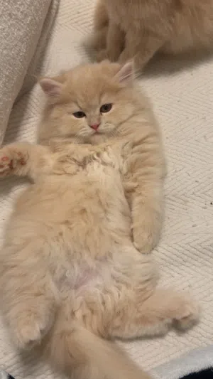 قطط ذكور واناث