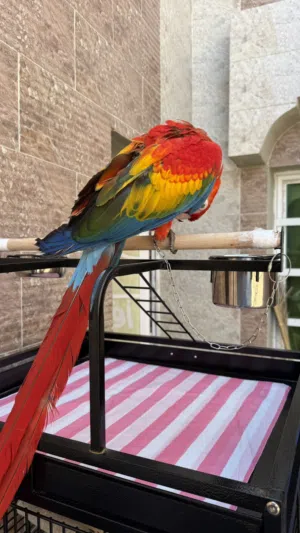 فرخ سكارلت مكاو