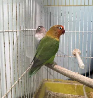 طيور فشر زوج منتج
