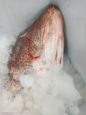 هامور عملاق