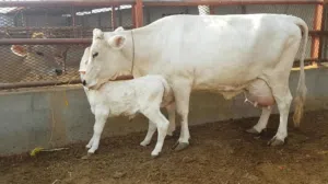 ابقار سويسري وألماني حليب سلالة فاخرة ماشاءالله