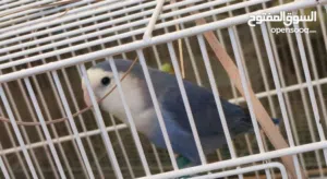 للبيع بسعر مغري للجادين كوكتيل تحته بيض شغال، وحبتين روز التفاصيل كاملة في الوصف للاستفسار على رسائل