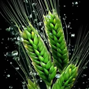 the Green ear of grain 
