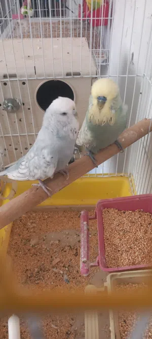 كوبيات غلاظ