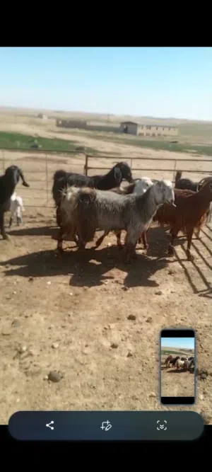 موجود ثمان معزه اثنتين حبات ثنايا ووحده صخله لسه مش مبدله وثنتين درار واثنتين عشاره ثلاثه ونص