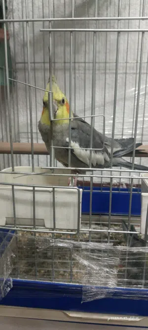 للبيع جوز كوكتيل حبشي اليف لعدم التفرغ التواصل على رقم الهاتف او الواتس اب