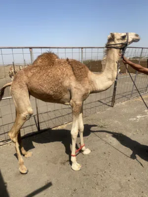 بكره فطيم.