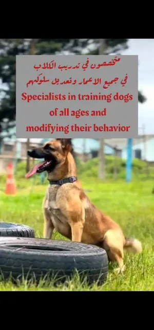 Training And Taming . Dog Training1