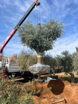 زيتون ونخيل