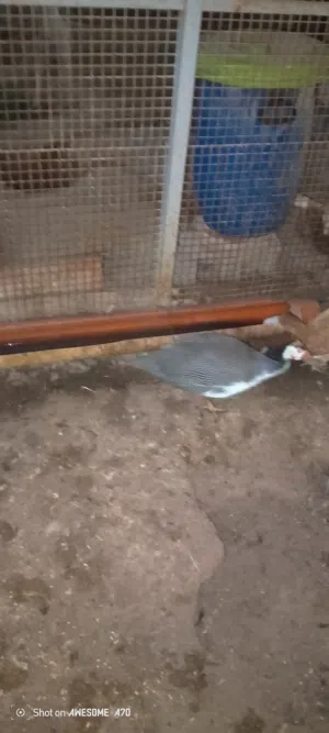 دجاج حبشي بصحه جيده