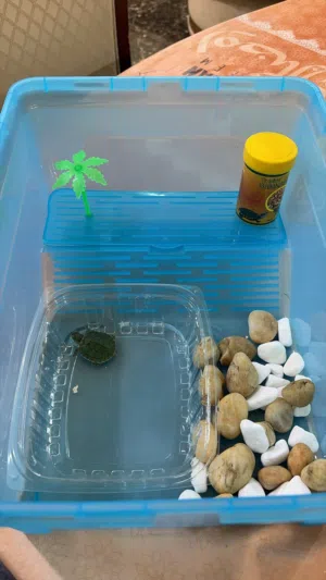 سلاحف مايئيه وبريه