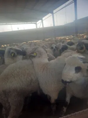 كل عام وانتم بالف خير رمضان مبارك