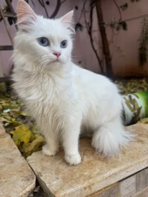 قطة للبيع رام الله