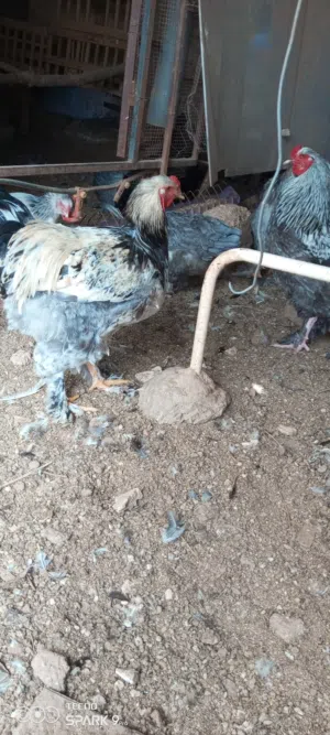 ديوك براهما للبيع