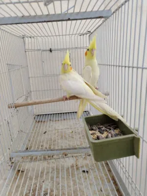 جوز كوكتيل لاتينو حجم سوبر جامبو