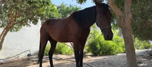 خيل الله يبارك استفسار وتس بفلوه وكيف متحب انت فلوس بس ولا فرس بس