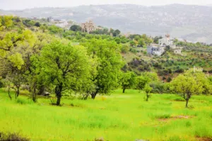 ارض للبيع في منطقة بدر الجديدة ( حوض الحديب ) على شارعين موقع مميز قرب دوار السوسنة