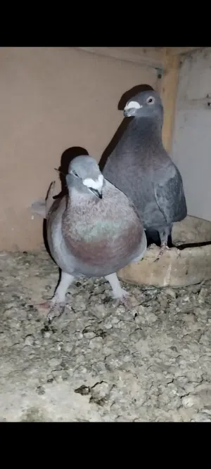 حمام زومبي ثلاث جواز وانثى شغالات 100%