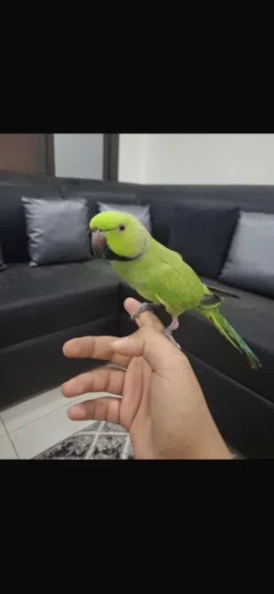 ذكر متو اليف جداً و يحب يلعب و حبوب و يسمع الكلام و يتعلم على الكلام بسرعه و ينفع للأطفال و البيوت