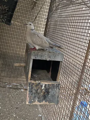 البيع عفاد