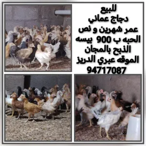 دجاج عماني و دجاج رومي و وز