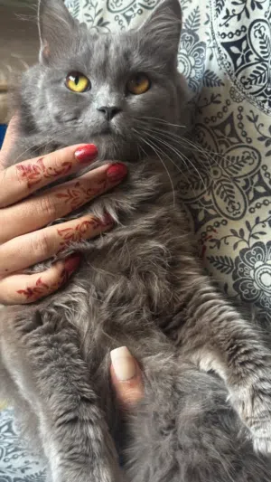 Scottish long haired cat female