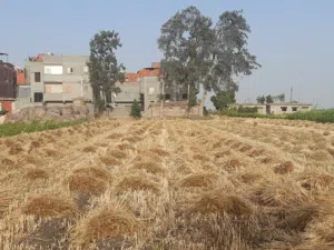 Farm Land for Sale in Mansoura Other