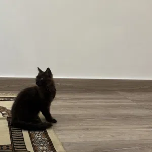 قط ذكر اسود شيرازي للبيع