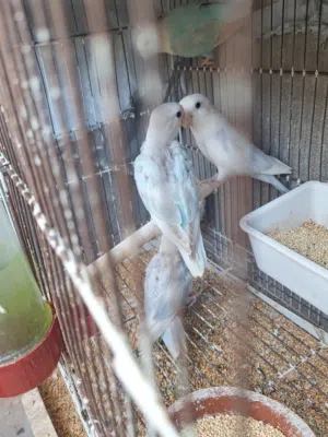 3طروف انتاج باليد ابلاين لفه حليب عمرهم شهرين ونص