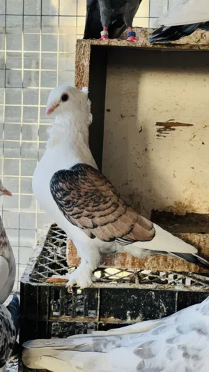 Fancy birds