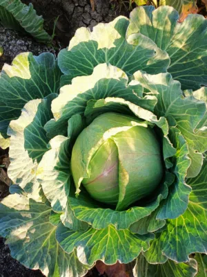 متوفر كرنب بلدي مسكر عدد 300 وحده للبيع بالميه مكاني سماليج