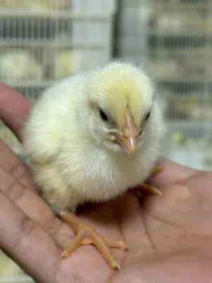 صوص هندي للبيع بسعر (295) بيسه - (لدينا دفعات بشكل أسبوعي) - مزرعة الخابورة لتربية الدواجن