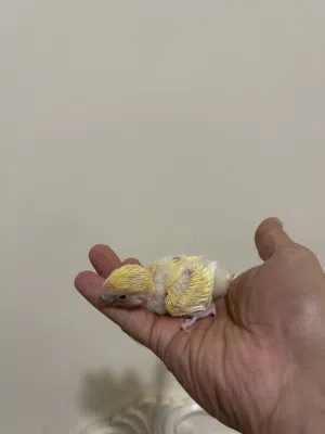 فرخ لفبيرد روز من انتاجي..
