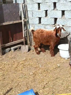اغنام عمانية للبيع وكباشه